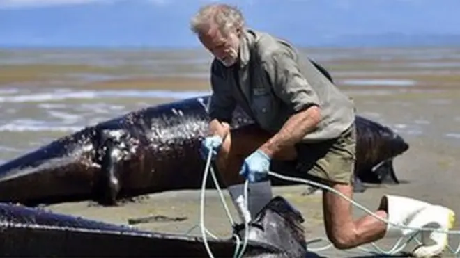 بعض الحيتان الجانحة قد تكون متقدمة في السن، أو مصابة بجروح