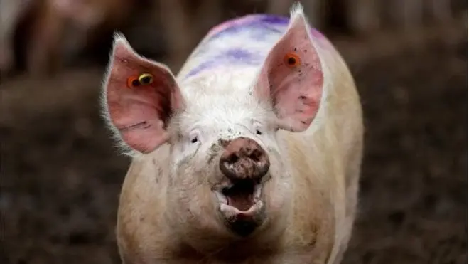 นักวิทยาศาสตร์ใช้ปั้ม เครื่องทำความร้อน และเลือดเทียมบรรจุถุง เพื่อรักษาระบบไหลเวียนโลหิตในสมองหมู