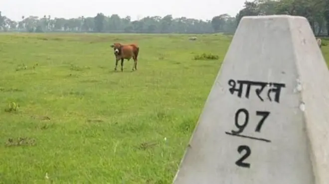 नेपाल-भारत सीमाको दशगजा क्षेत्रमा चर्दै एउटा गोरु