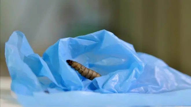 Личинка молі