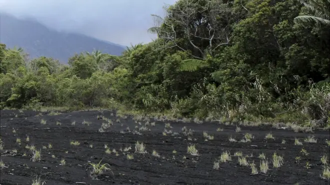 Культуры, растущие на черных вулканических почвах островов Вануату, практически не нуждаются в удобрениях