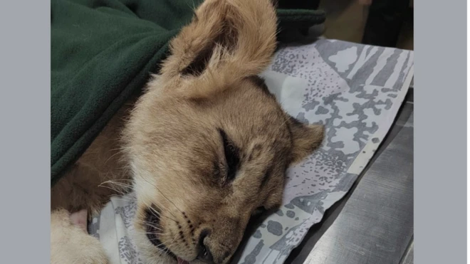 Лавица Кики