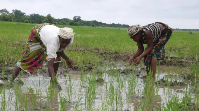 مزارعون في نيجيريا