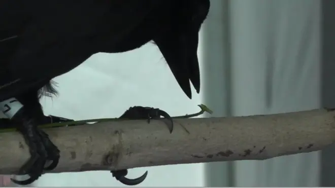 New Caledonian crows make hooks out of plant material, using them to "fish" for grubs and spiders.