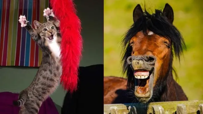 مزاحیہ جانور