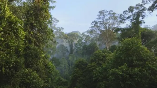 Binaadamu walichangia kaika upanzi wa miti ya Amazon kulingana na Utafiti