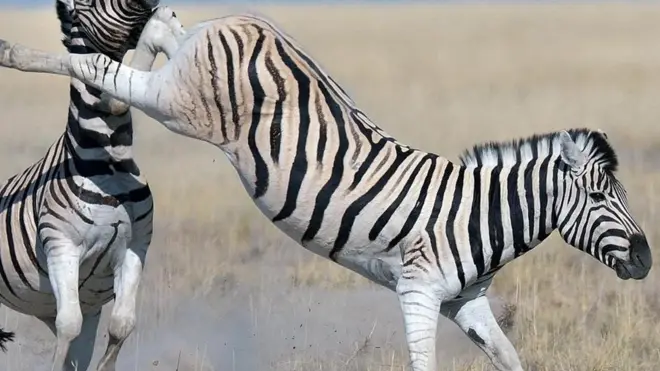 Tendangan zebra