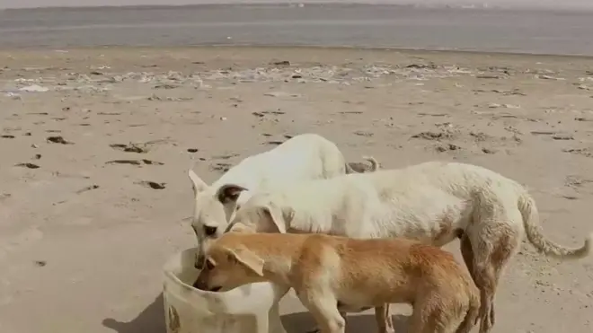 ደሴት ኣኻልብ - ፓኪስታን