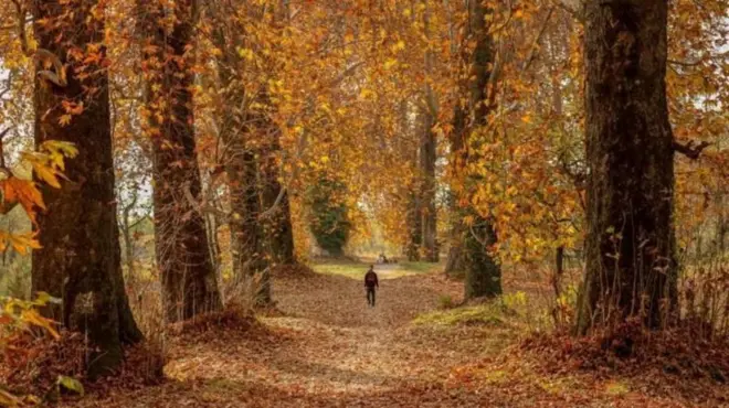 जम्मू काश्मीरमधील वन विभागानं चिनारच्या झाडांचं जिओ टॅगिंग करण्याचं अभियान सुरू केलं आहे