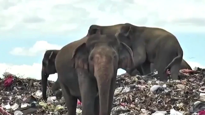 Gajah kerap terlibat dalam konflik dengan warga desa di Sri Lanka.