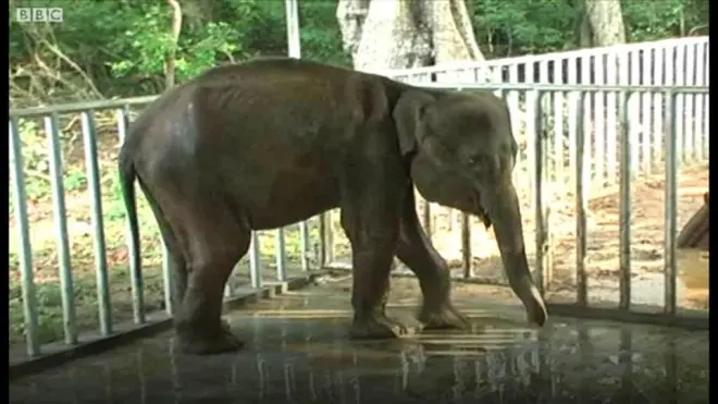 අනුරාධපුර කහටගස්දිගිලිය රක්ෂිතයේදී එම කෙනර පැටවා අනතුරට ලක්විණි.