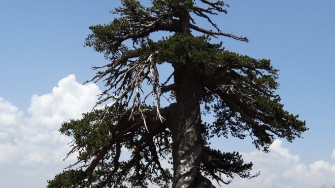 Pino bosnio (Pinus heldreichii) de más de 1.000 años