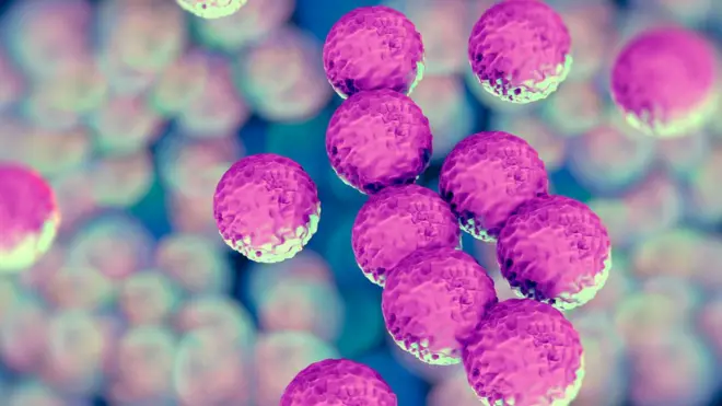 MRSA infections have been cut by measures to improve hygiene