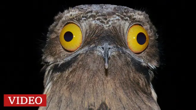 El ave urutaú en primer plano, con sus enormes ojos amarillos abiertos, sobre fondo negro