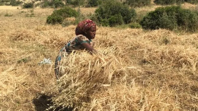 ዝተዓጸደ እክሊ እትእክብ ኣደ