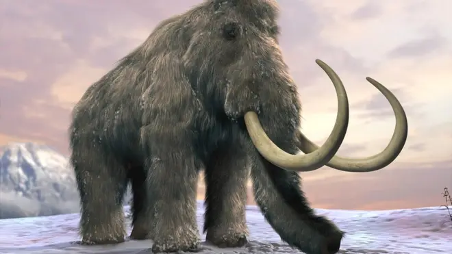 Los mamut de la isla de Saint Paul vivieron miles de años más que sus primos de tierra firme