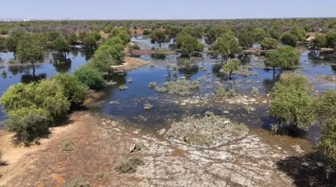 जोधपुर में जोजरी का पानी प्रदूषित