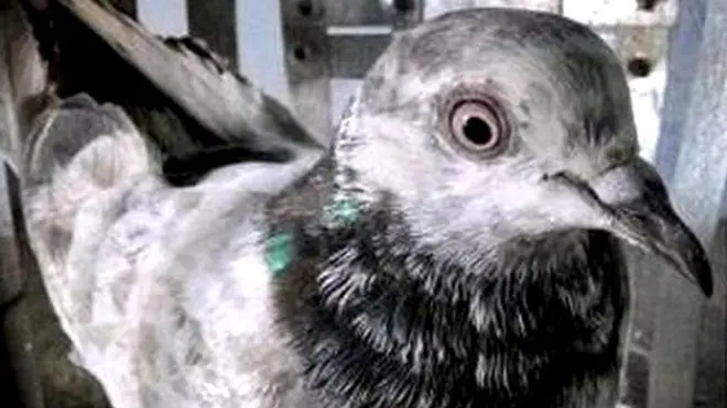 La paloma permanece actualmente en custodia policial por "potencial espía".