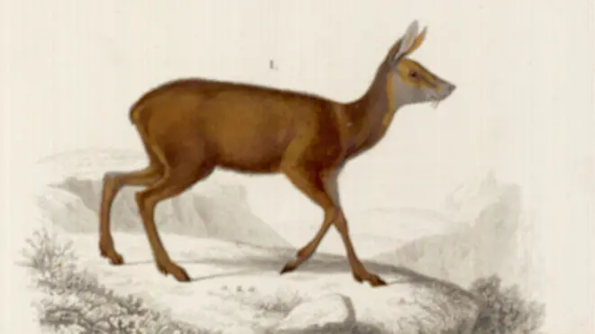 कस्तूरी मृग