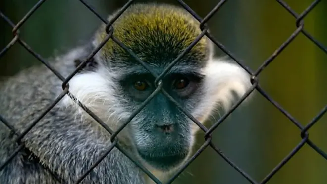 ویروس ماربورگ