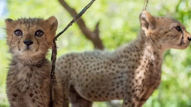 300 شبل الفهد تهرب سنويًا عبر أرض الصومال إلى أثرياء في الشرق الأوسط