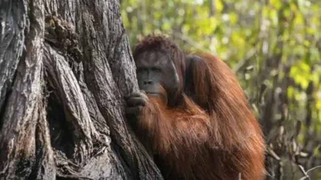 orang utan