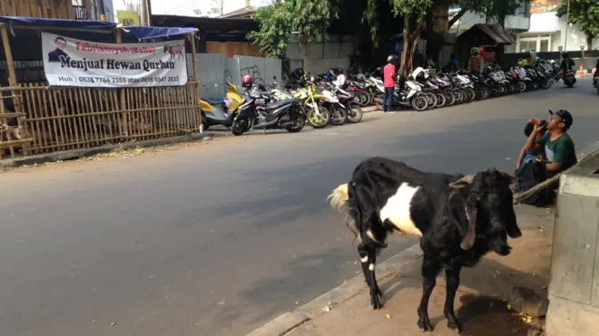 Seorang penjual hewan kurban menggunakan trotoar di Jalan Kebon Kacang Raya, Jakarta Pusat.