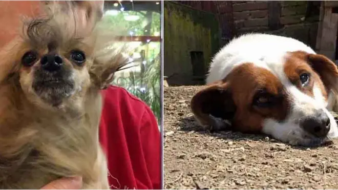 Ајша и Локи