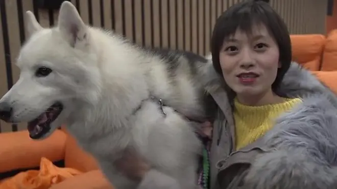 سيدة صينية داخل فندق فاخر للكلاب في الصين