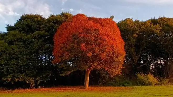 This tree stands alone in its autumn beauty. Thanks to Pure Foilly in Suffolk.