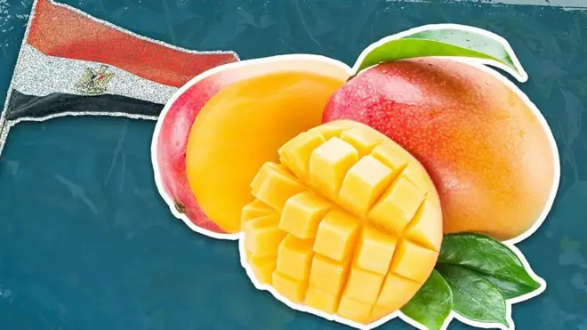 كيف ننقذ المانغو المصرية من التغيرات الجوية؟