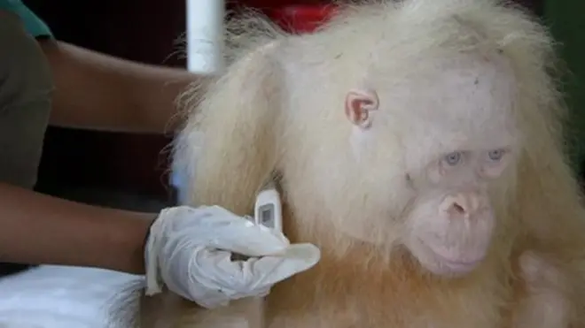 Albino orangutan