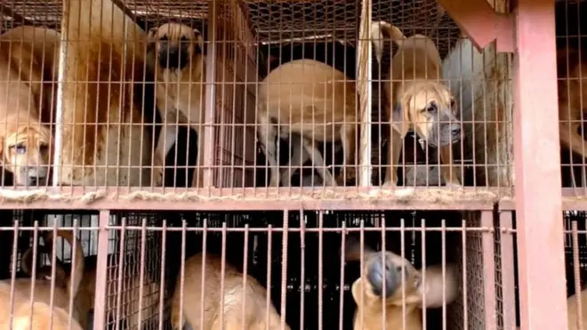 Mbwa waliofungiwa kwa ajili ya kuchinjwa katika Korea