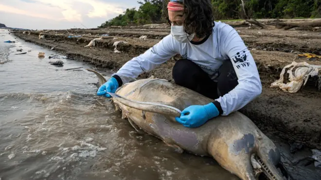 An aid worker measures the fin of a dead dolphin in an Amazon river