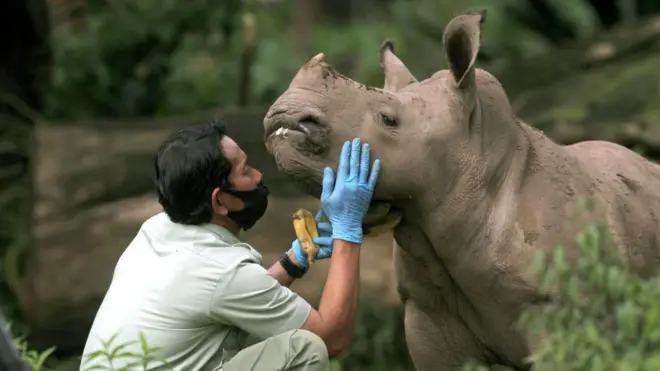 Bayi badak putih Afrika (Ceratotherium simum) berusia tiga bulan bernama Azsyifa berada di Taman Safari Indonesia, Cisarua, Bogor, Jawa Barat, pada 23 Januari 2020.