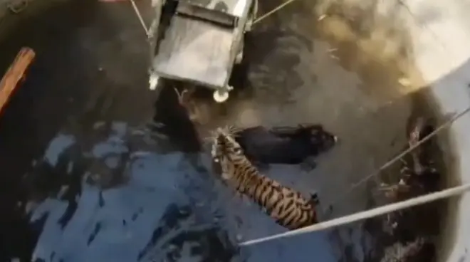 Tigar i vepar spašeni iz bunara u Indiji