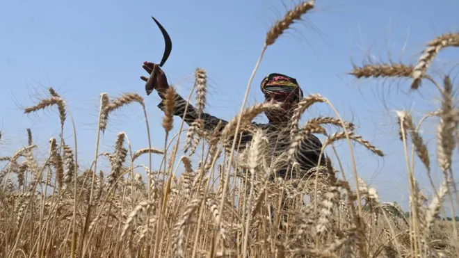 پاکستان، زراعت