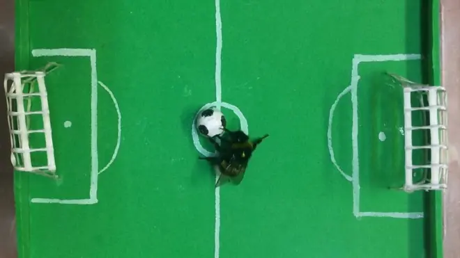 Шмель демонстрирует владение мячом.