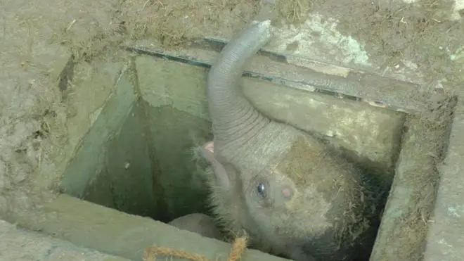 සමා වෙයං අලි පැටියෝ