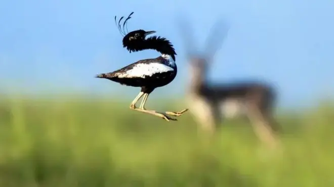 પ્રણય નૃત્ય કરી રહેલું નર ખડમોર પક્ષી