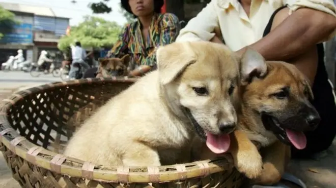 Việt Nam, thịt chó