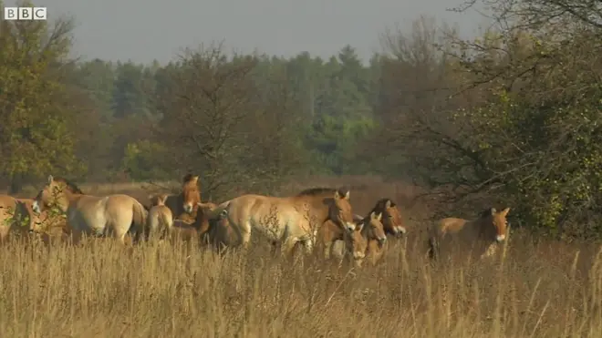 Коні Пржевальського вільно блукають Чорнобильською зоною відчуження