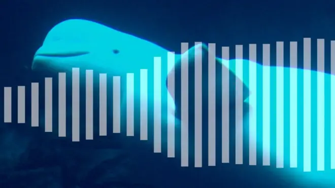 Zvuci koje proizvodi čovek ugrožavaju kitove i druge morske životinje