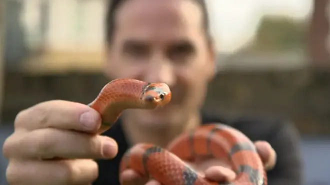 Стив Людвин держит в руках змею