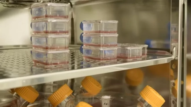 Dhiiga laaboraatoorii keessatti hojjetame