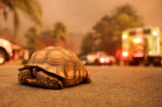 Tartaruga terrestre passa na rua, com fumaça no ar e carrocassino com bônus grátis de boas vindasbombeiros ao fundo