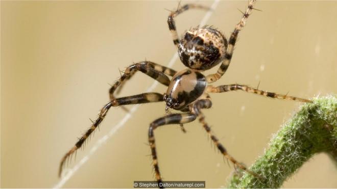 Laba-laba pembajak (Ero sp.) pada jaring laba-laba lain.