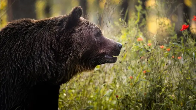 Ведмідь з притулку "Домажир", що існує піді Львовом з 2017 року. Метою цього реабілітаційного центру є допомога та порятунок ведмедів з зоопарків, цирків, готелів та ресторанів