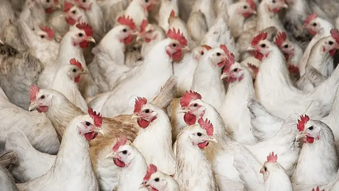 کمبود و گرانی مرغ در ایران؛ مسئولان می‌گویند مردم زیادی می‌خرند، فروشندگان از عملکرد دولت شکایت دارند