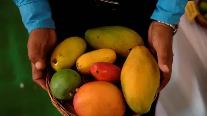 Basket with different sizes of ripe mangoes